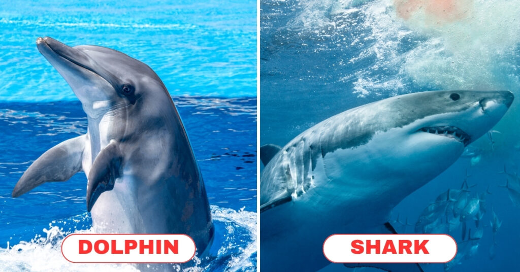 Dolphin vs Shark
